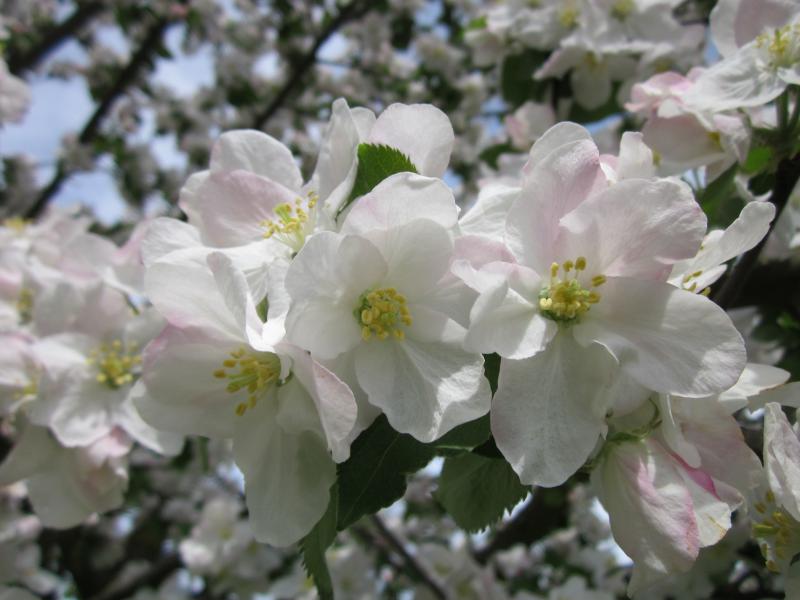 Malus domestica