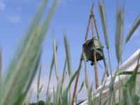 Ein Turm im Kornfeld