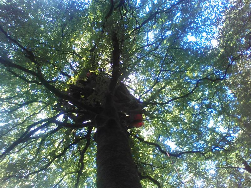 cabane arbre