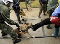 A police dog bit a person protesting at a nuclear waste storage site in Morsleben-762648