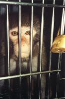 Caged Monkey