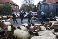 Ziegen gegen Wasserwerfer