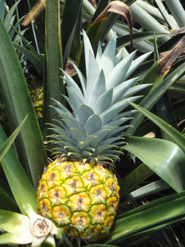 Ananas