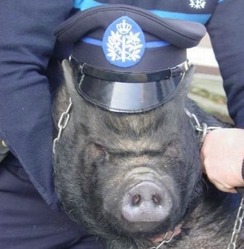 Bullenschwein