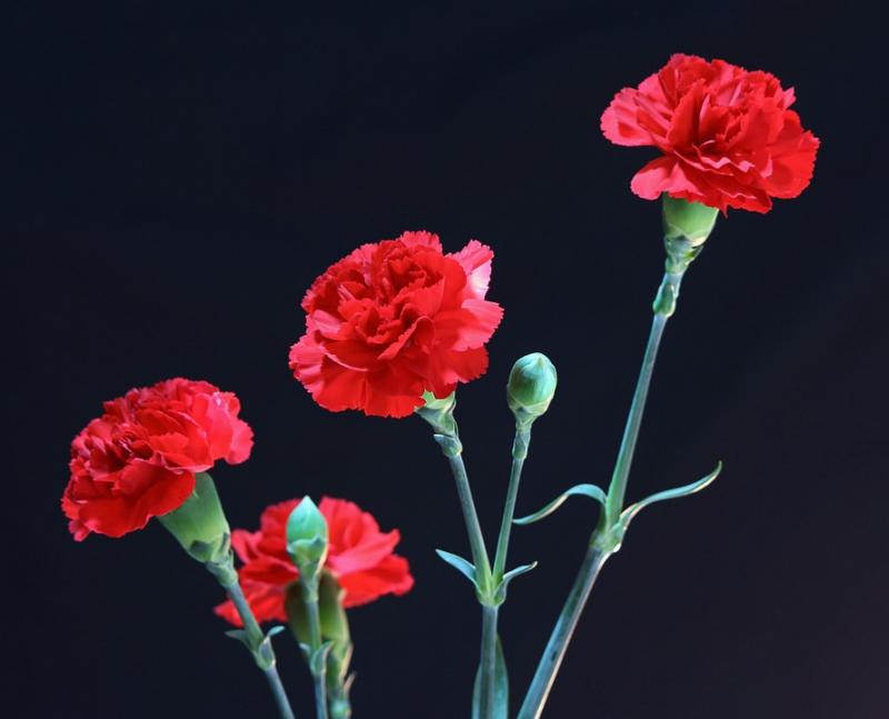 Red Carnations