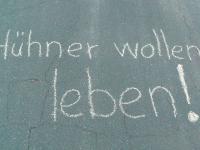 Hühner wollen leben