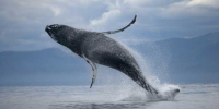 1859_us-whale_1298213i_1_460x230