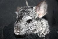 Chinchilla