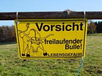 Vorsicht! Freilaufender Bulle