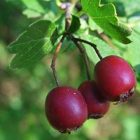 crataegus monogyna