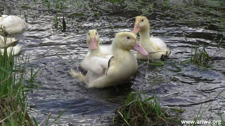 Tierbefreiung in Hessen 14