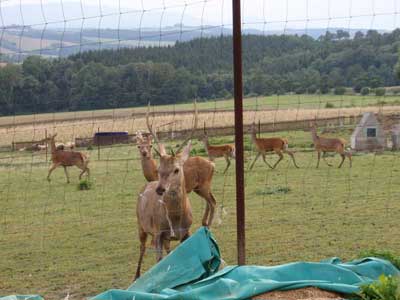 Tierbefreiung die 1.