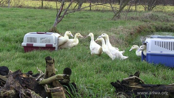 Tierbefreiung in Hessen 10