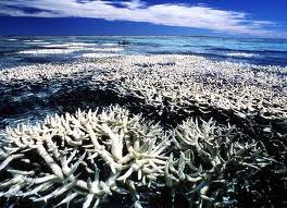 Coral bleaching