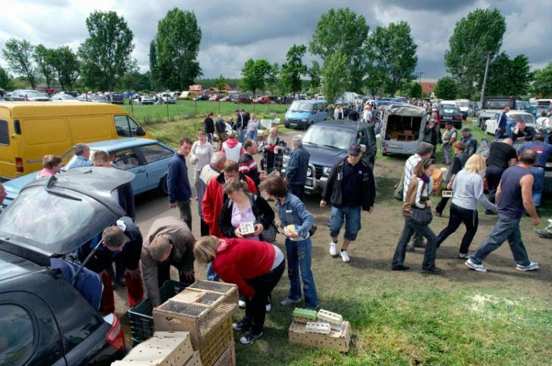 Hundemarkt im ungarischen Monor: Das Leid der Tiere ist beträchtlich.