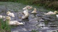 Tierbefreiung in Hessen 13